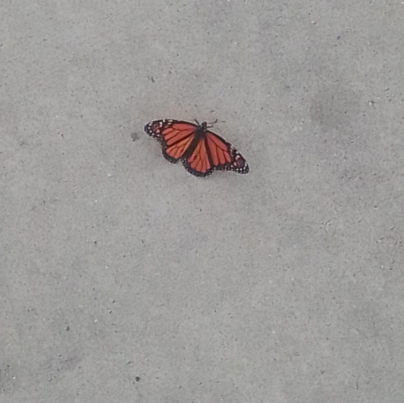 Meet your Posher, Veronica - Picture 1 of 1